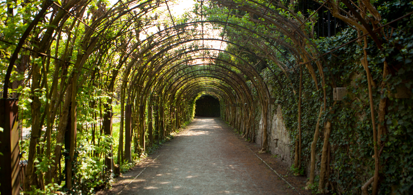 Arborismo profesional en Panamá