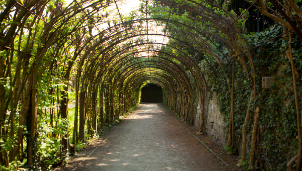 Arborismo profesional en Panamá